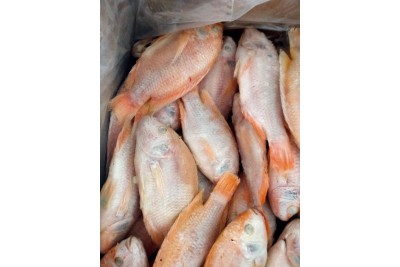 Tilapia / 非 洲 鱼