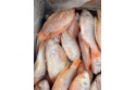 Red Tilapia Fish / 红 非 洲 鱼