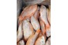 Red Tilapia Fish / 红 非 洲 鱼