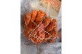 King Crab / 帝 王 蟹