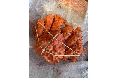 King Crab / 帝 王 蟹