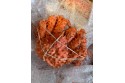 King Crab / 帝 王 蟹