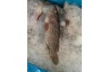 Grouper / 大 石 斑