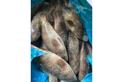 Grouper / 大 石 斑