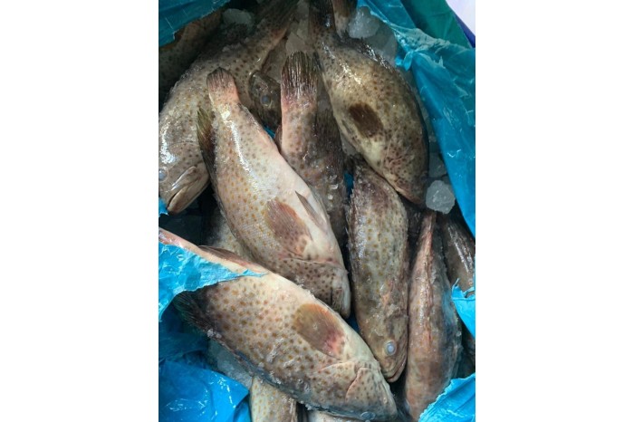 Grouper / 大 石 斑
