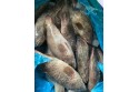 Ikan Kerapu / Grouper Fish / 石 斑