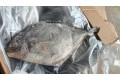 Bawal Hitam / Black Pomfret / 黑昌