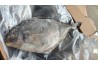 Bawal Hitam / Black Pomfret / 黑昌