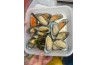 New Zealand Half Shell Green Mussel 纽西兰半壳青蚝