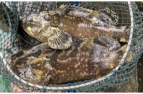 Fresh and Frozen Fish