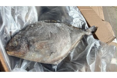 Bawal Hitam / Black Pomfret / 黑昌